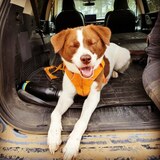 Entry image for Autumn