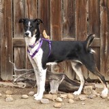 Entry image for Isobel