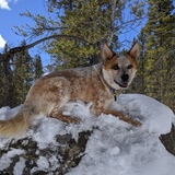 Entry image for Kitsune