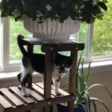 Entry image for Rico