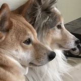 Entry image for Ikura