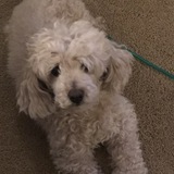 Entry image for Teddy