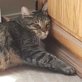 Entry image for Percy J.