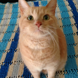 Entry image for Starski