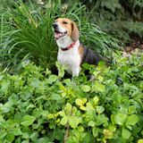 Entry image for Mayzy