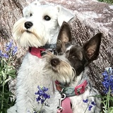 Entry image for Lily and Patti