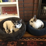 Entry image for   Chippy (rabbit) and Abilene (dog)