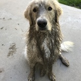 Entry image for Douglas