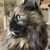 Entry image for Lulu