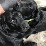 Entry image for Piper and Lincoln