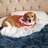 Entry image for Rags