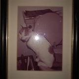 Entry image for Elmer