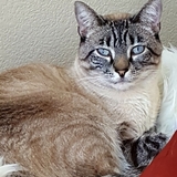 Entry image for B.B. (Bailey Blu)