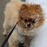 Entry image for Kona