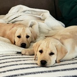 Entry image for NELLIE & TESSA