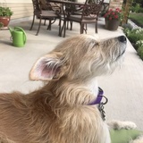 Entry image for Rocky