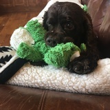 Entry image for Choco