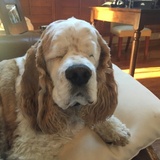 Entry image for Champ