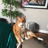 Entry image for Pumpkin