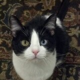 Entry image for Lily