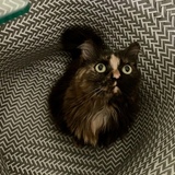 Entry image for Louise