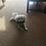 Entry image for Woofer