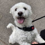 Entry image for Saoirse