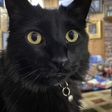 Entry image for Pippin