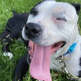 Entry image for Rufus