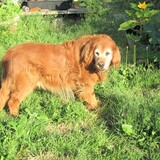 Entry image for Copper Piker