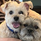 Entry image for Scooby and Baxter