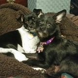 Entry image for Zoe and Zelda