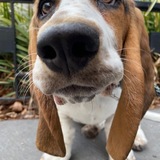 Entry image for Gertie