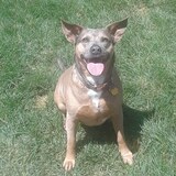 Entry image for Cocoa