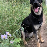 Entry image for Iris