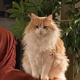 Entry image for Mr. Fluff