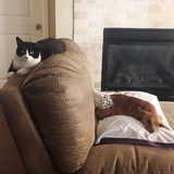 Entry image for Missy and Jasper