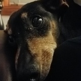 Entry image for Dallas