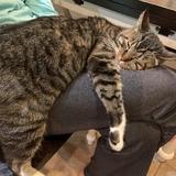 Entry image for Santa Kitten Paws