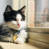 Entry image for Rorschach