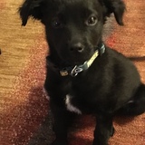 Entry image for Lambeau