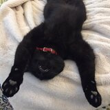 Entry image for Mochi