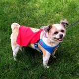 Entry image for Whopper