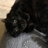 Entry image for Lilly