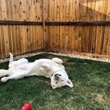 Entry image for Snow