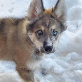 Entry image for Baron Von Fedler