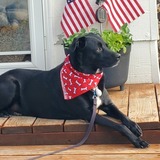 Entry image for Tasha