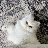 Entry image for Penny