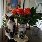 Entry image for Lily