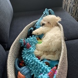 Entry image for Bruce